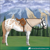 Horse Color:Red Dun Splash Appaloosa 