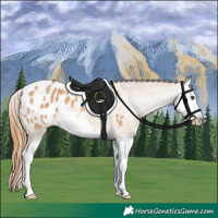 Horse Color:Red Dun Splash Blanket 