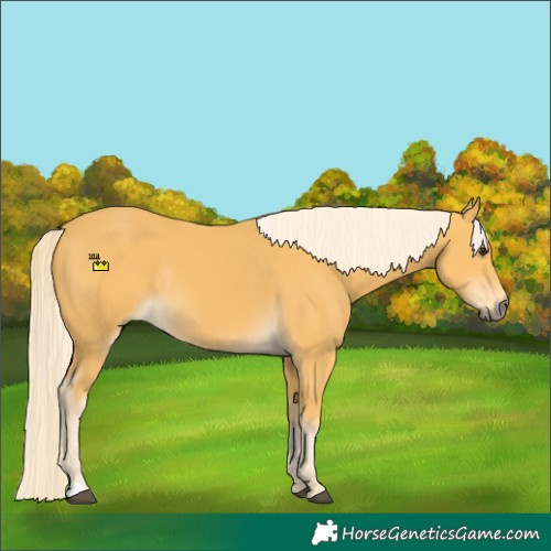 Horse Color:Palomino Rabicano