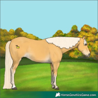Horse Color:Palomino Rabicano