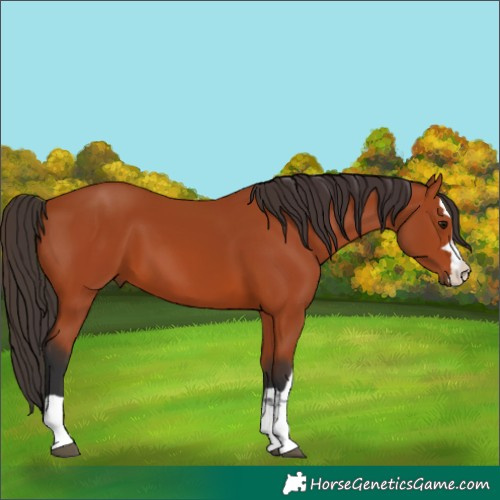 Horse Color:Bay 