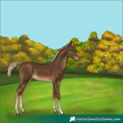 Horse Color:Chocolate Palomino 