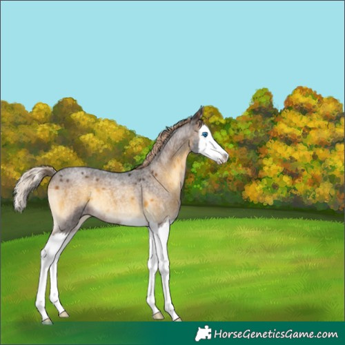 Horse Color:Chocolate Palomino Roan Onyx Splash 