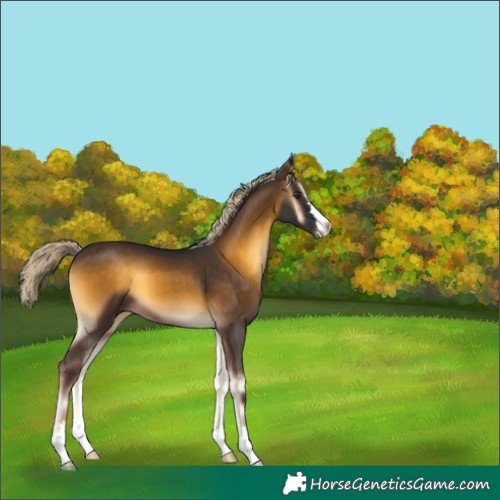Horse Color:Chocolate Palomino Onyx 