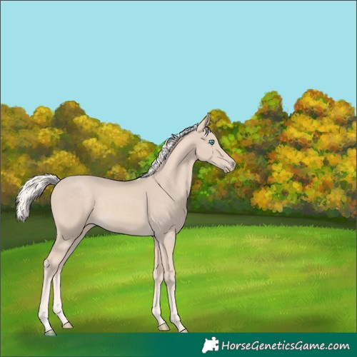 Horse Color:Cremello 