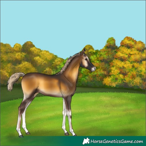 Horse Color:Chocolate Palomino Onyx 