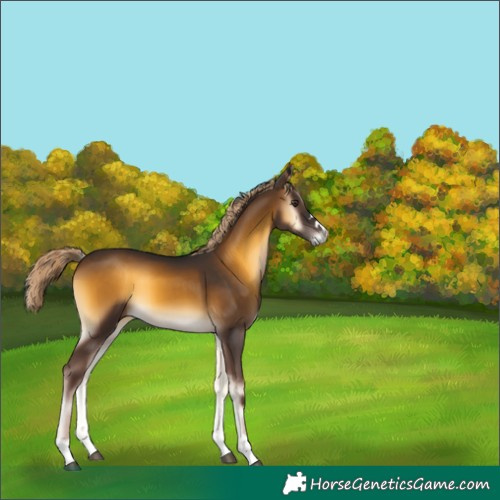 Horse Color:Chocolate Palomino Onyx 