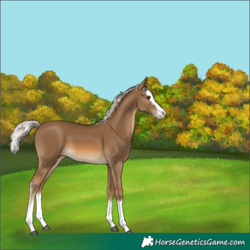 Horse Color:Chocolate Palomino Splash 