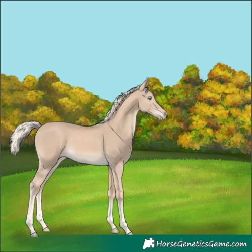 Horse Color:Cremello 