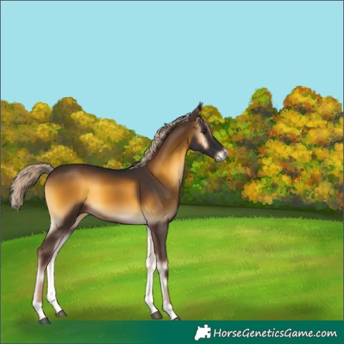 Horse Color:Chocolate Palomino Onyx 