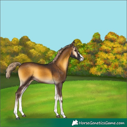Horse Color:Chocolate Palomino Onyx 