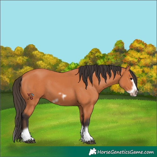 Horse Color:Bay Splash Frame 