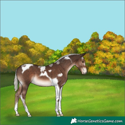 Horse Color:Liver Chestnut Mushroom Tobiano 