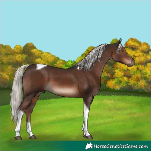 Horse Color:Liver Chestnut Mushroom Tobiano 