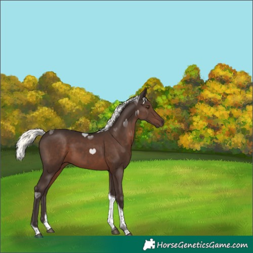 Horse Color:Liver Chestnut Mushroom Tobiano 
