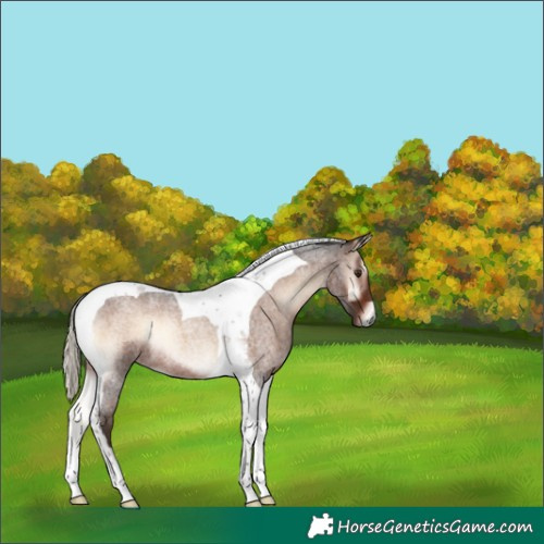 Horse Color:Liver Red Onyx Roan Mushroom Tobiano 