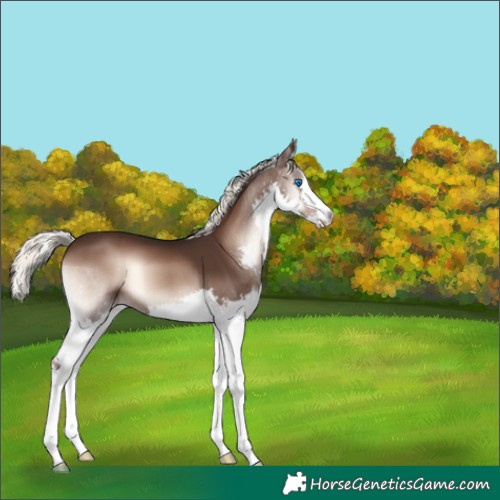 Horse Color:Liver Red Onyx Mushroom Splash 