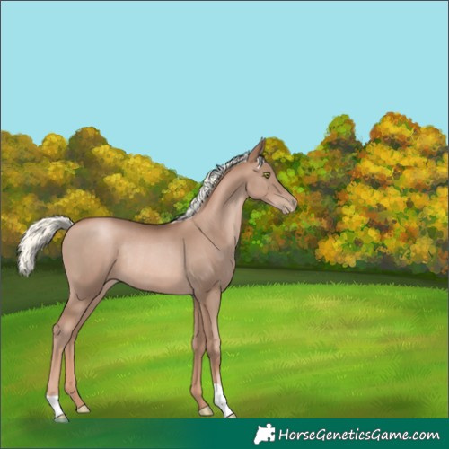 Horse Color:Liver Chestnut Pearl Mushroom Rabicano 