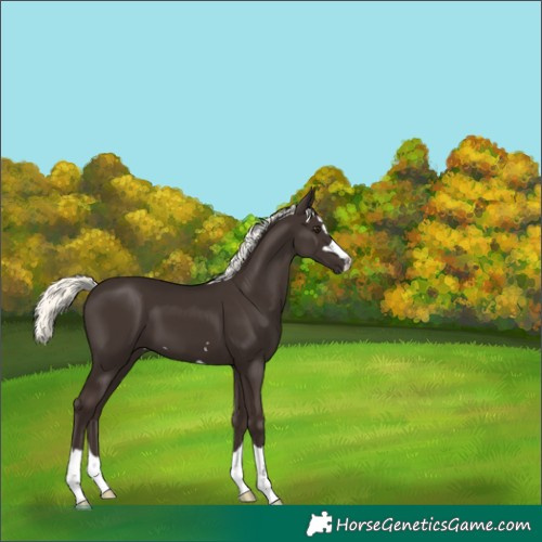 Horse Color:Liver Chestnut Mushroom 