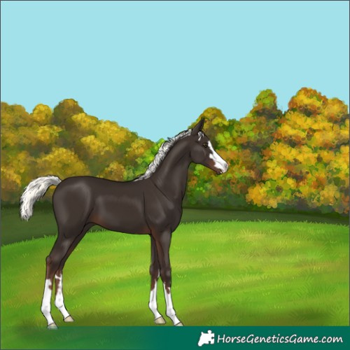 Horse Color:Liver Chestnut Mushroom 