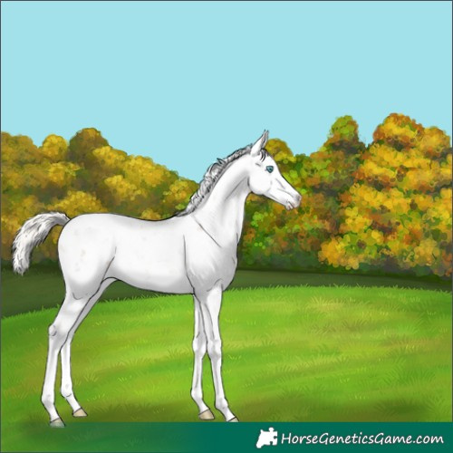 Horse Color:Chocolate Palomino Pearl Mushroom Sabino Rabicano 