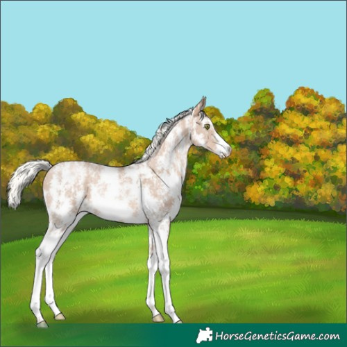 Horse Color:Chestnut Pearl Mushroom Sabino Rabicano 