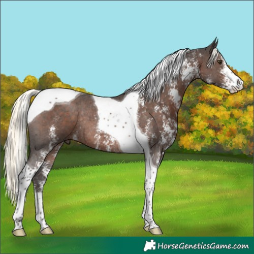 Horse Color:Liver Chestnut Mushroom Sabino Tobiano Rabicano 