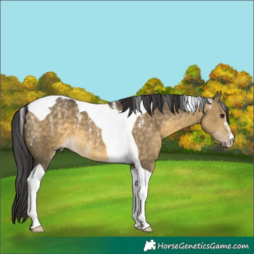 Horse Color:Powder White Buckskin Dun Tobiano 