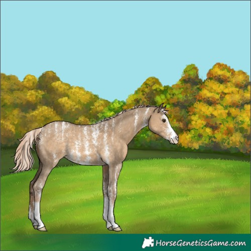 Horse Color:Powder White Chocolate Palomino Dun Sabino 