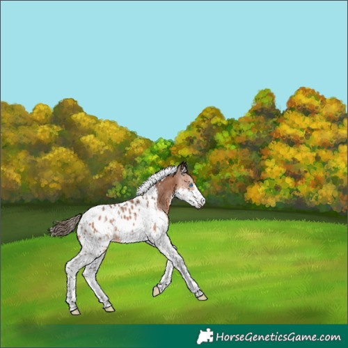 Horse Color:Bay Splash Tobiano Appaloosa Rabicano 