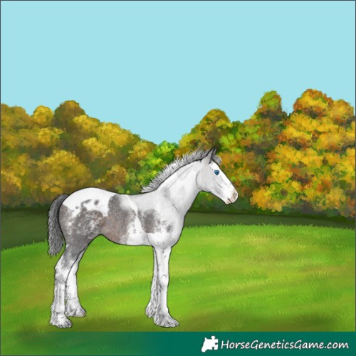 Horse Color:White Spotted Brown Splash Tobiano Blanket Rabicano 