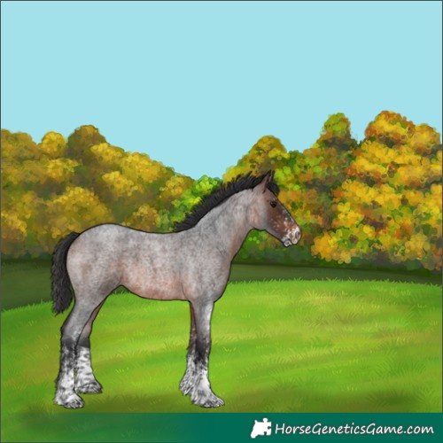 Horse Color:White Spotted Brown Roan Rabicano 