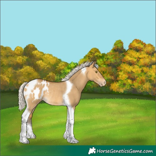 Horse Color:Silver Buckskin Dun Tobiano Appaloosa Rabicano 