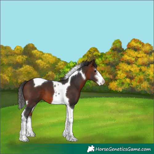 Horse Color:White Spotted Bay Tobiano 