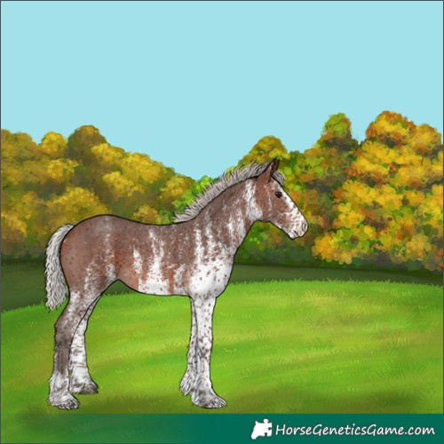 Horse Color:White Spotted Silver Brown 