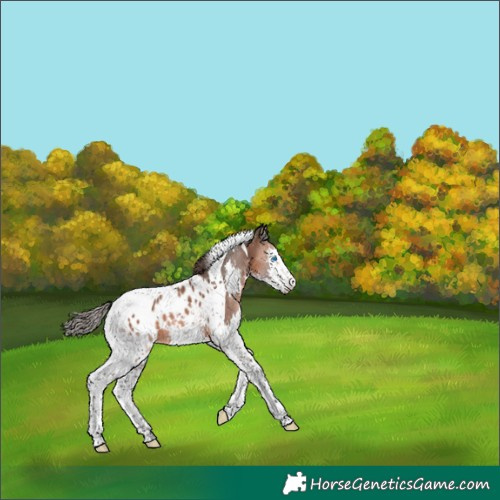 Horse Color:Bay Splash Tobiano Appaloosa