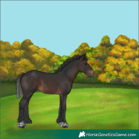 Horse Color:Brown Tobiano 