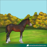 Horse Color:White Spotted Brown Rabicano