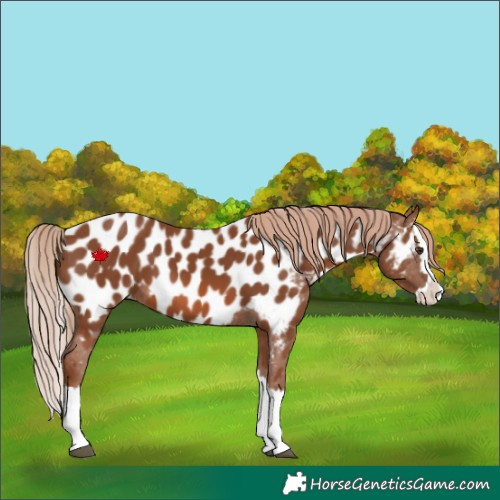 Horse Color:Chestnut Splash Near Leopard 