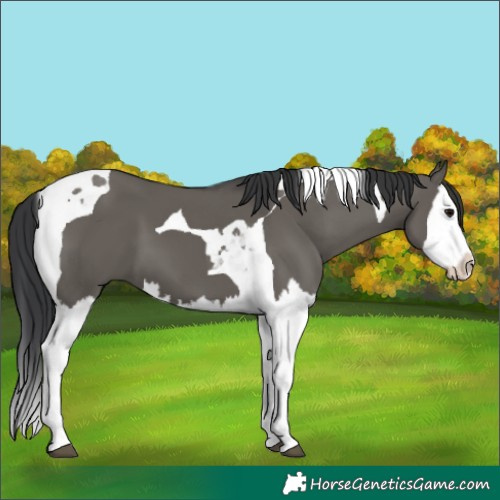 Horse Color:Grullo Splash Tobiano 