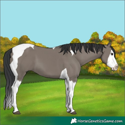 Horse Color:Grullo Splash Tobiano