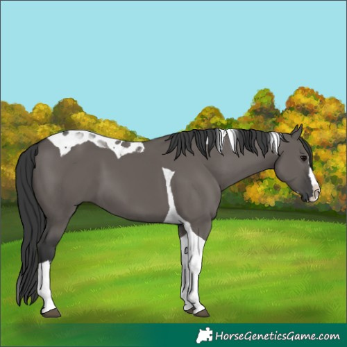 Horse Color:Grullo Splash Tobiano
