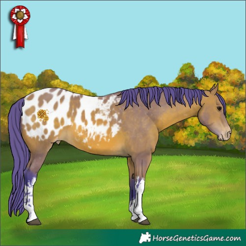 Horse Color:Watercolor White Spotted Bay Appaloosa 