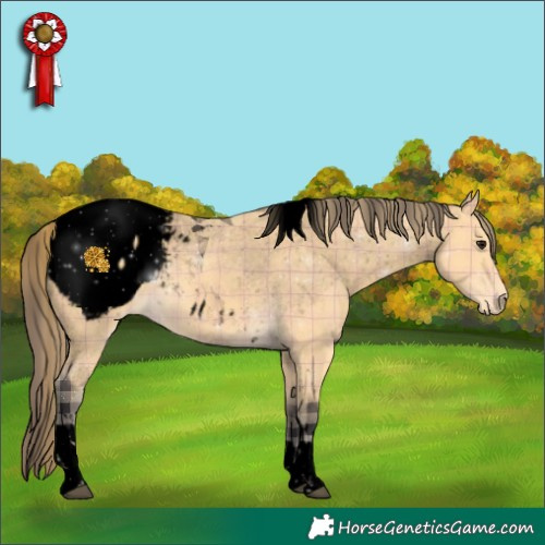 Horse Color:Void Plaid  Buckskin Tobiano Appaloosa 