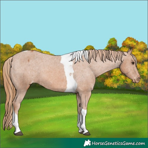 Horse Color:Chestnut Tobiano Appaloosa 
