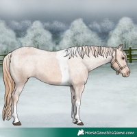 Horse Color:Chestnut Tobiano Varnish
