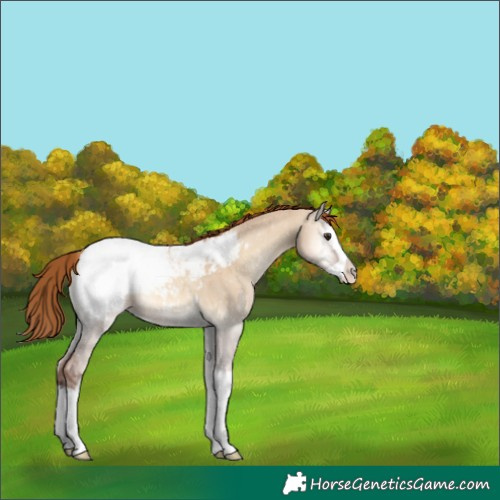 Horse Color:Red Dun Onyx Splash Varnish 