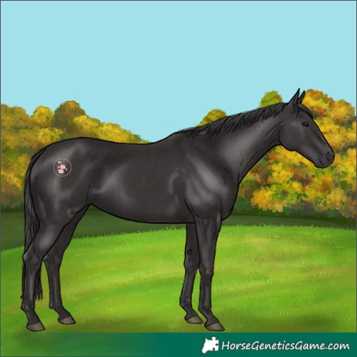 Horse Color:Smoky Black  and Smoky Black 