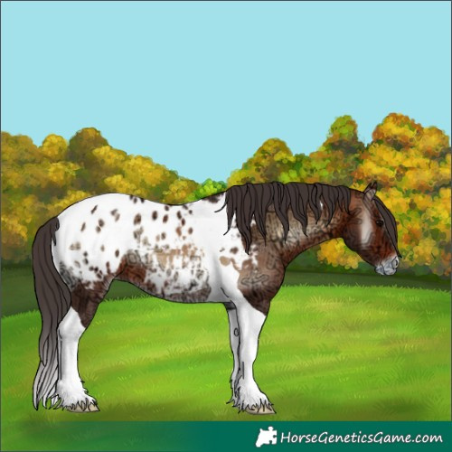 Horse Color:Bay Ice Onyx Tobiano Appaloosa 