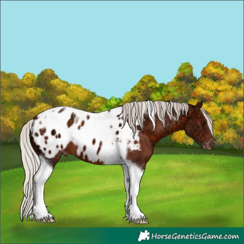 Horse Color:Silver Brown Ice Tobiano Appaloosa 